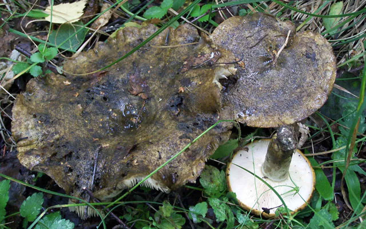 Latvijā atklāta dzīvība, kas mutējusi, lai izdzīvotu radiācijas ietekmē