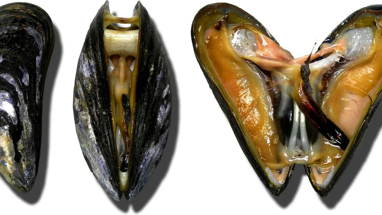 Lūk, kā atšķirt trīs gliemežu veidus, lai jūs neapkrāptu: atšķirības starp mazajiem, gludajiem un japāņu gliemežiem.