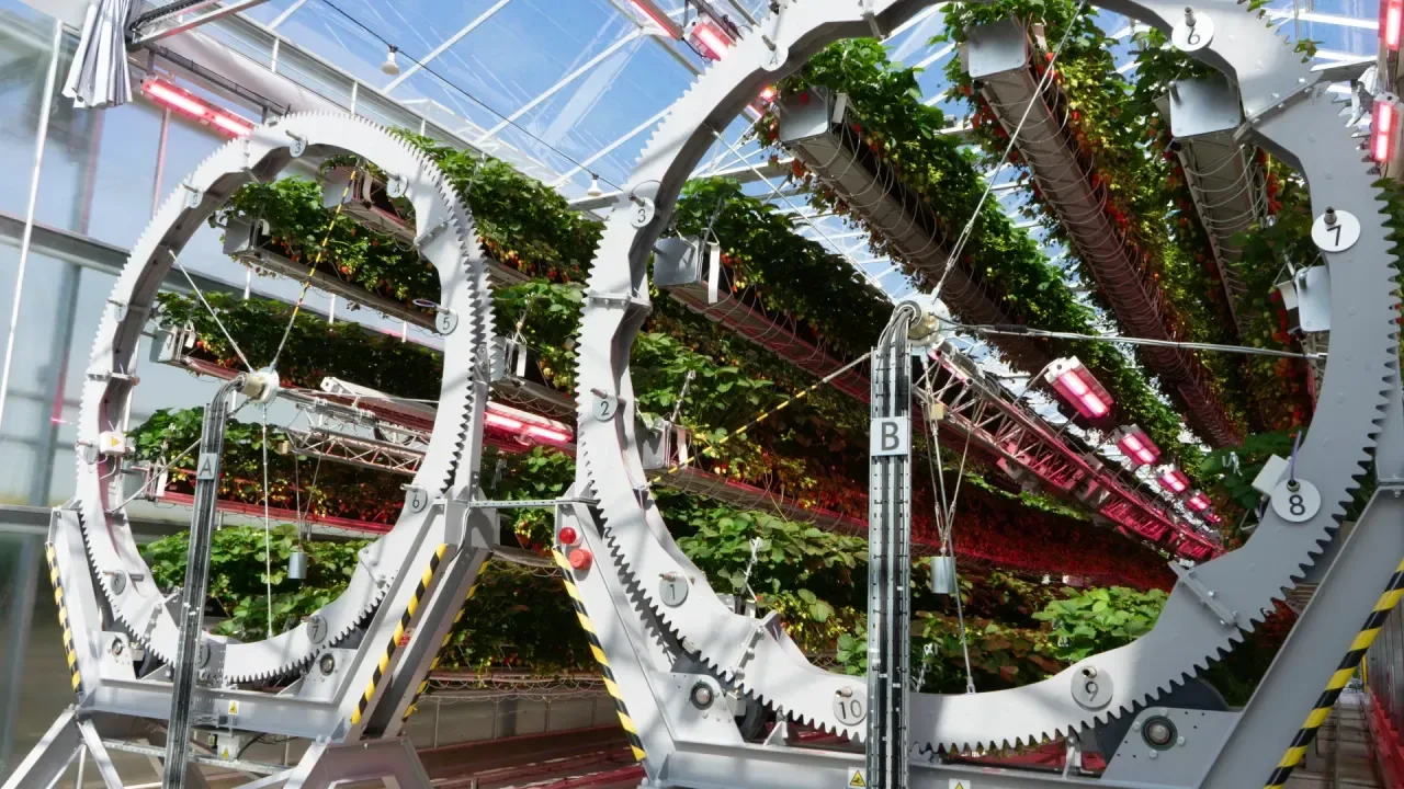 Zemeņu fermas īpašniekam pēc bankrota lēmuma pieņemšanas ir piespriests samaksāt 1,1 miljonu dolāru.