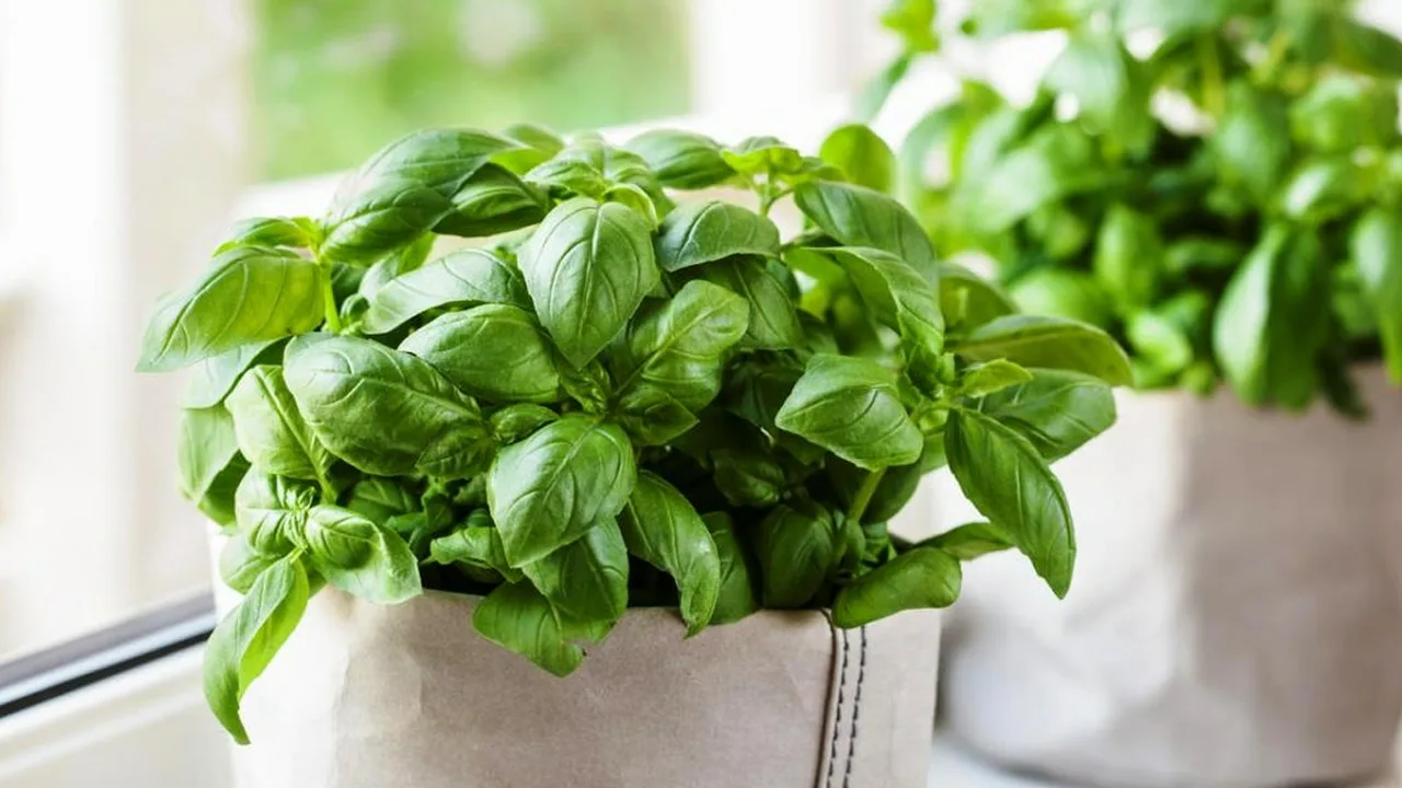 Baziliks un rīsi: kāpēc tos glabāt burciņā mājās?