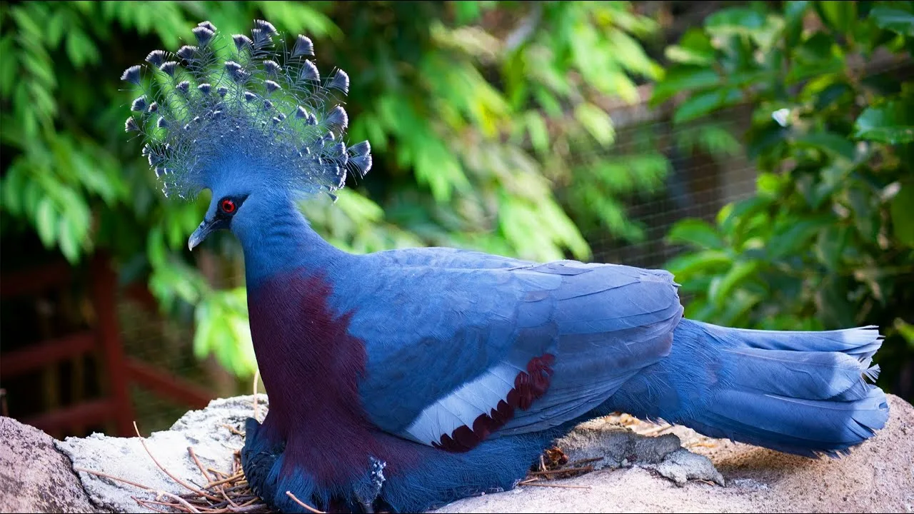 Nozīmīgs notikums pasaules zooloģijā: pirmo reizi nebrīvē piedzimis pasaulē lielākais balodis.