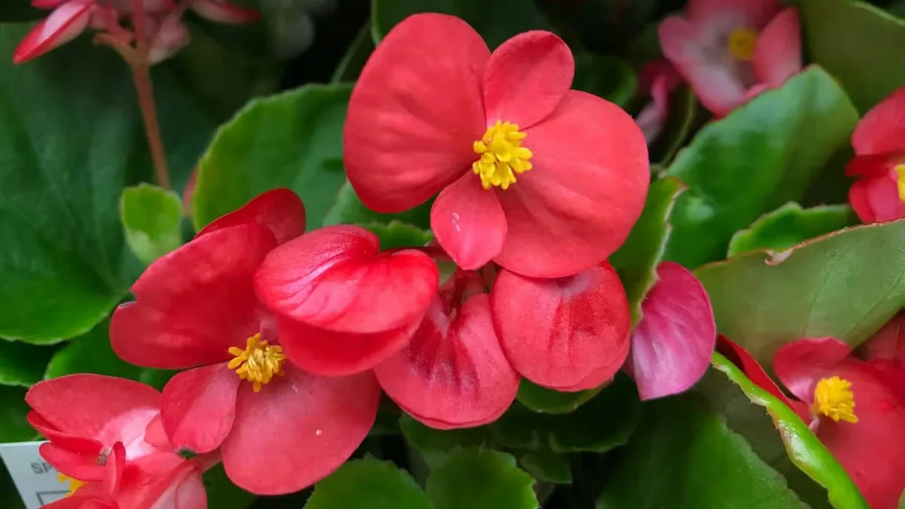 Kur vislabāk stādīt begoniju, lai tā radītu prieku un garīgo līdzsvaru?