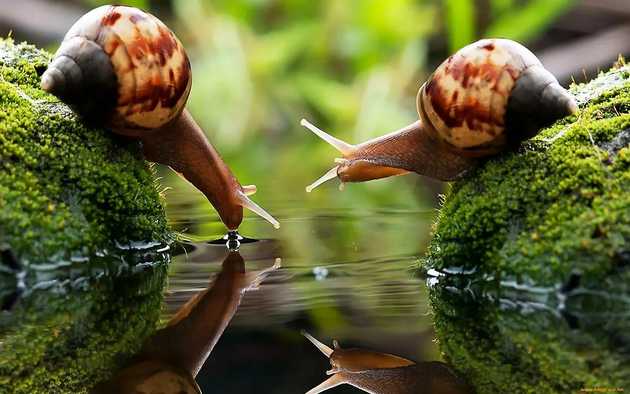 Atvadas, sliekas dārzā: dārzeņi, kas tās aizbaidīs uz visiem laikiem