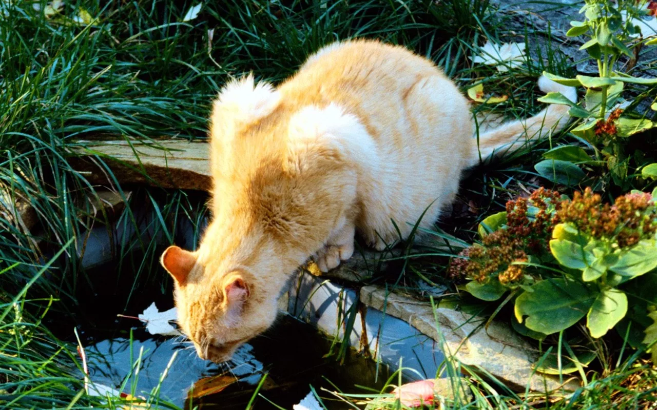 Kaķi var pārvarēt bailes no ūdens un gūt labumu no akvatērapijas