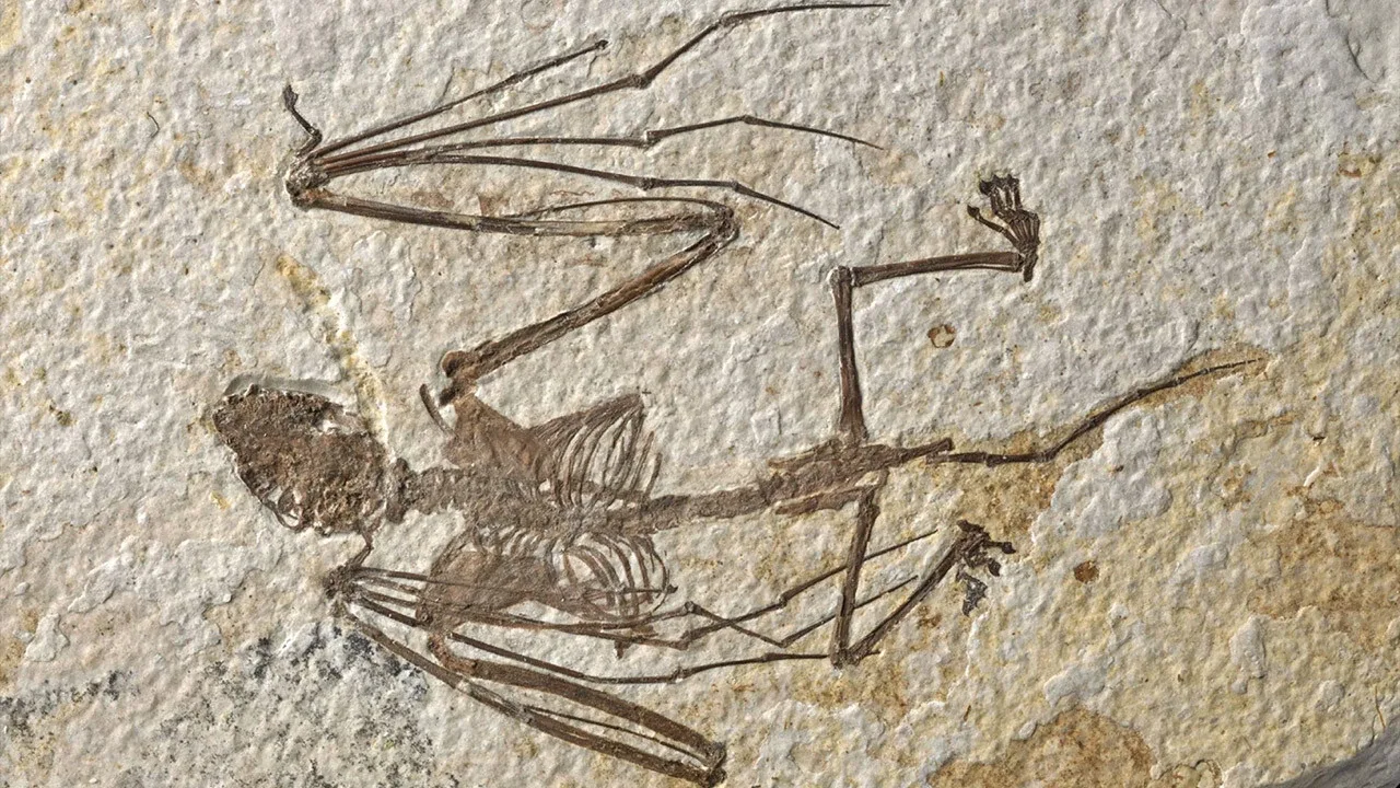 Zinātnieki nevar tam noticēt: Spānijā atklāts jauns dzīvnieku sugas veids, kura vecums pārsniedz 100 miljonus gadu.