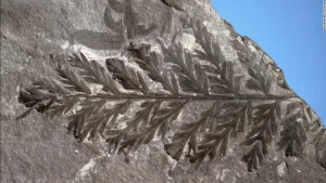 407 miljonus gadu vecs fosilija parāda, kā augi kļuva gigantiski