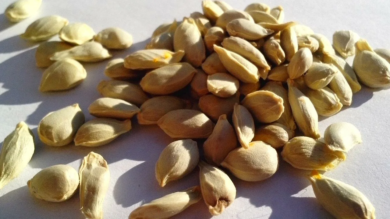 Neizmetiet citrona sēklas, tās ir īsts dārgums: kā tās atkārtoti izmantot saviem augiem.