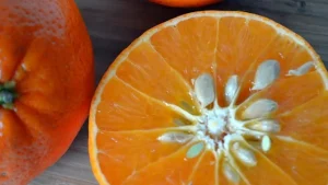 Neizmetiet mandarīnu sēklas, tās ir īsts dārgums: kā tās atkārtoti izmantot savos augos.