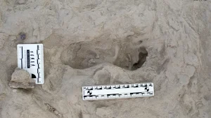 Aravijā atrastās 115 000 gadu senas pēdas liecina par Homo sapiens sugas pirmā pārstāvju parādīšanos šajā reģionā.