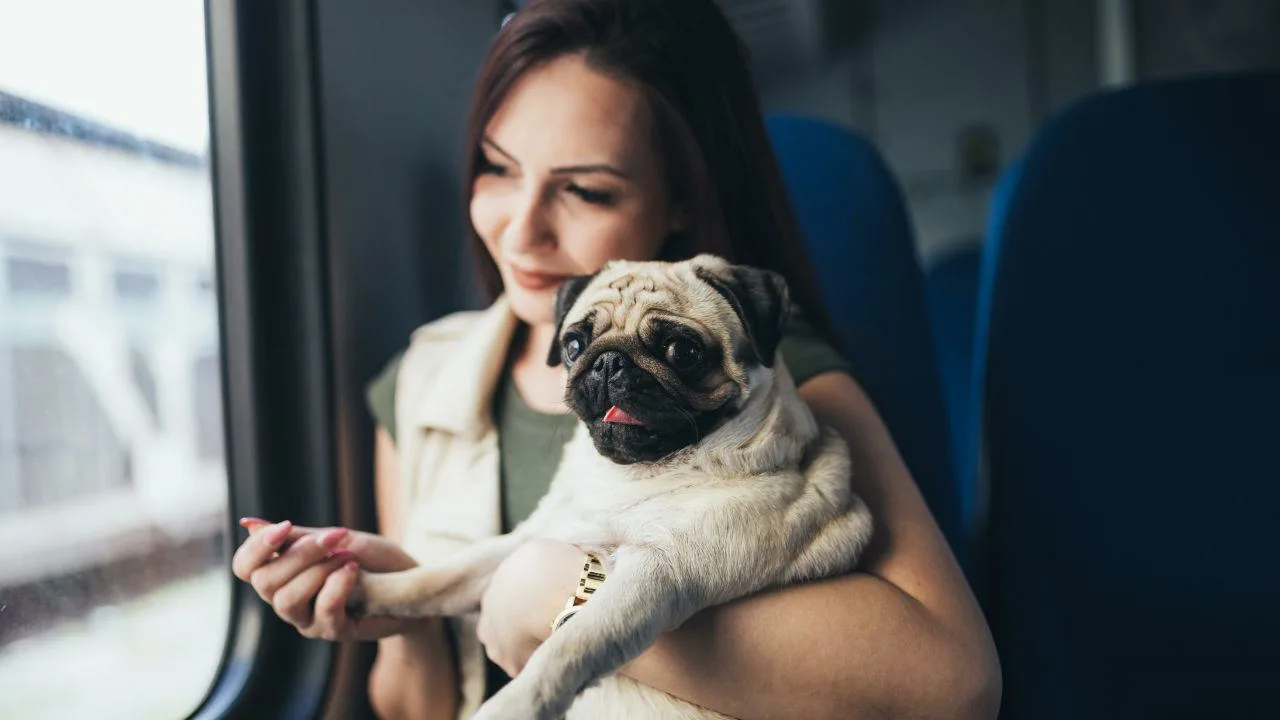 No šī brīža ir atļauts pārvadāt mājdzīvniekus vilcienos un tālsatiksmes autobusos: kādas ir prasības?