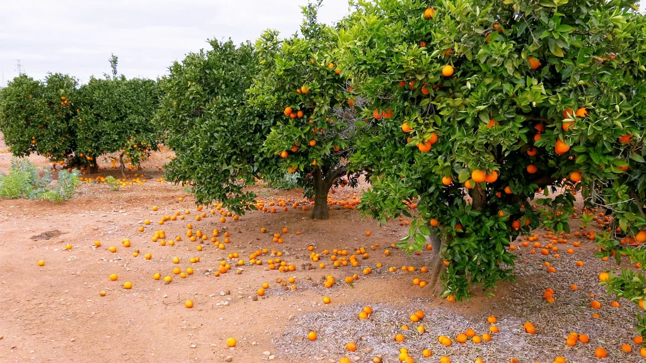 Cīņa par Kordovas apelsīniem: uzņēmumi Dcoop un García Carrión 20 kilometru attālumā viens no otra uzcels sulas ražotnes.
