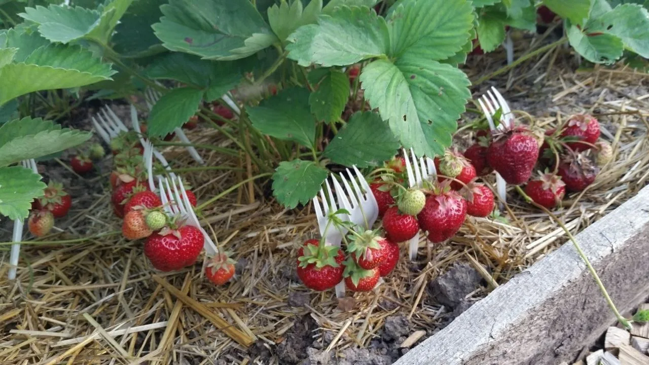 Plastmasas dakšu izmantošana dārzā: kāpēc tās ir vajadzīgas un kāpēc tās tiek ieteiktas.