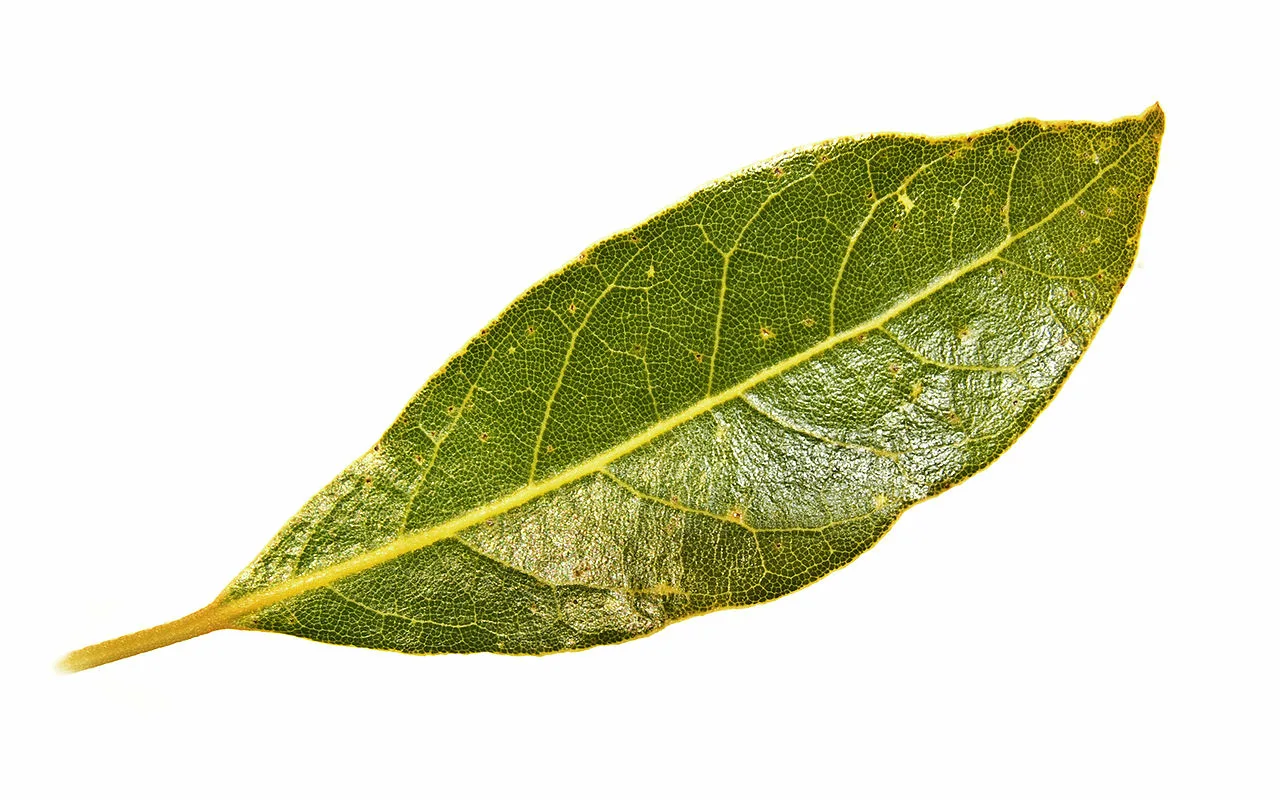 Lauru lapas nēsāt mugursomā vai rokassomā: kāpēc tās ir vajadzīgas un kāpēc tas ir ieteicams.