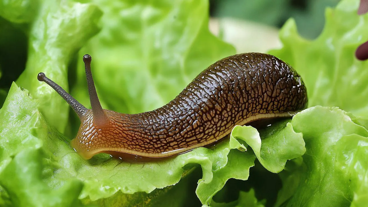 Dārzkopības eksperti zina atbildi: 7 labākie veidi, kā atbrīvoties no gliemežiem un gliemežiem jūsu dārzā.