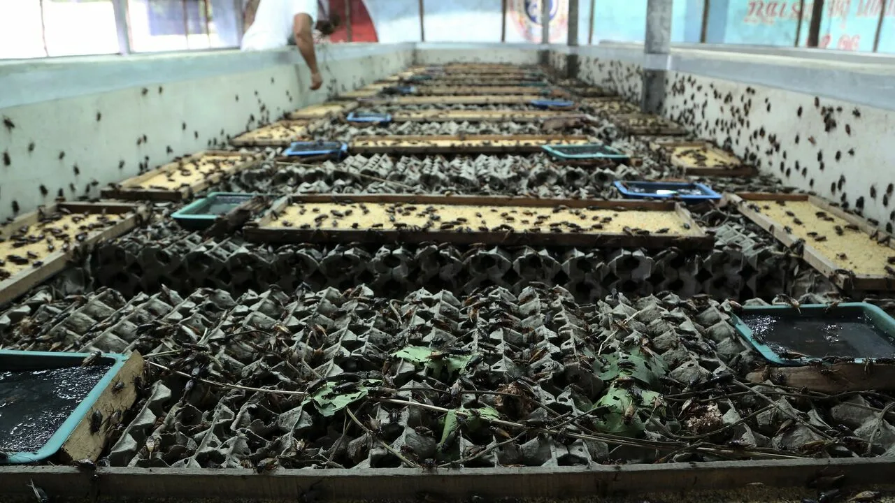 Lielākā Eiropas kukaiņu audzētava proteīna ražošanai ir bankrotējusi, neskatoties uz to, ka tā saņēma valsts atbalstu gandrīz 200 miljonu eiro apmērā.