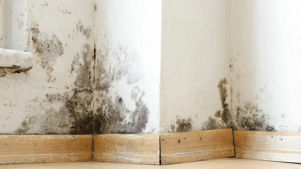 Mājas maisījums, kas izraisījis revolūciju cīņā pret melno pelējumu: daudz efektīvāks par pārtikas sodu.