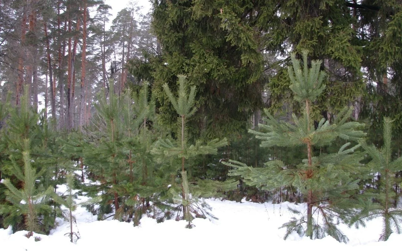 Vai es varu pats nocirst egles un savākt sūnas no meža?