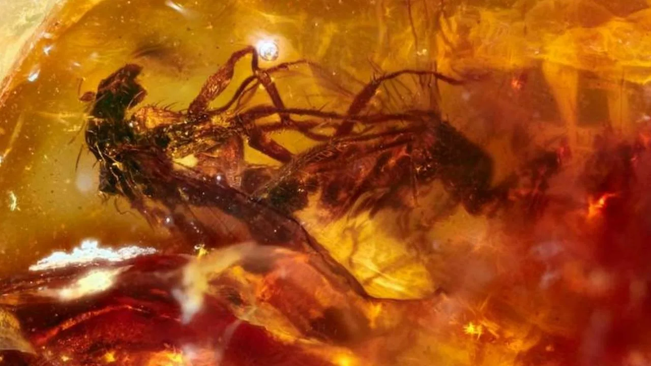 Šajā valstī ir atklāts dzīvnieku sugas, kuras vecums pārsniedz 100 miljonus gadu: tas sniedz svarīgu informāciju.