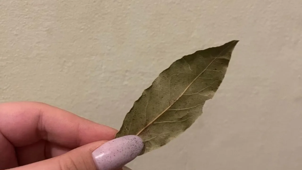 Lauru lapu uzkāršana uz vannas istabas durvīm: kāpēc tas ir nepieciešams un kāpēc tas ir ieteicams.