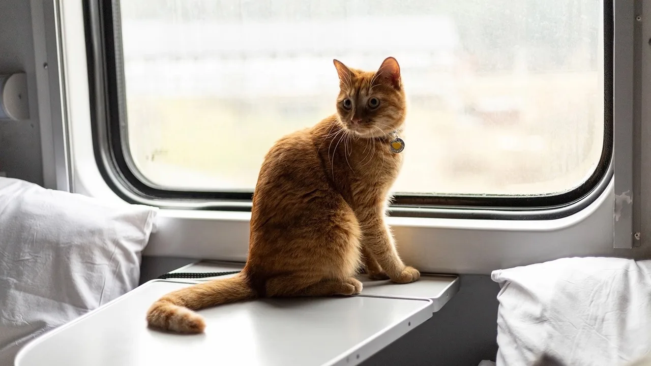 No šī brīža ir atļauts pārvadāt mājdzīvniekus vilcienos un tālsatiksmes autobusos: kādas ir prasības?