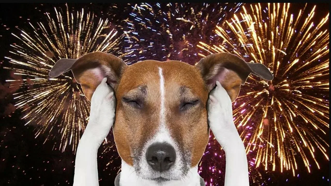 Kā novērst mana suņa vai kaķa satraukumu par uguņošanu Jaungada svētkos?