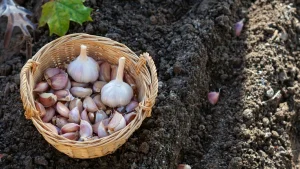 Citronkoks: kāpēc ir nepieciešams stādīt ķiplokus augsnē un kāda no tā ir labuma?