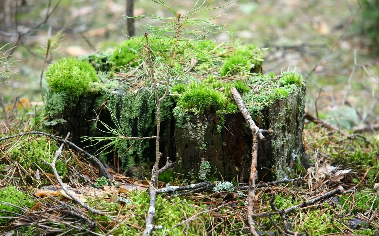 Vai es varu pats nocirst egles un savākt sūnas no meža?