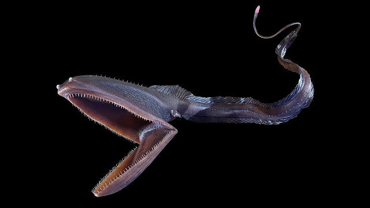 Jaunā Conicet fotogrāfija, kurā redzami dziļūdens apgabalu iemītnieki, izraisīja lielu interesi.