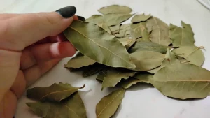 Kur mājā var novietot lauru lapas, lai piesaistītu veiksmi un atbaidītu prusakus?