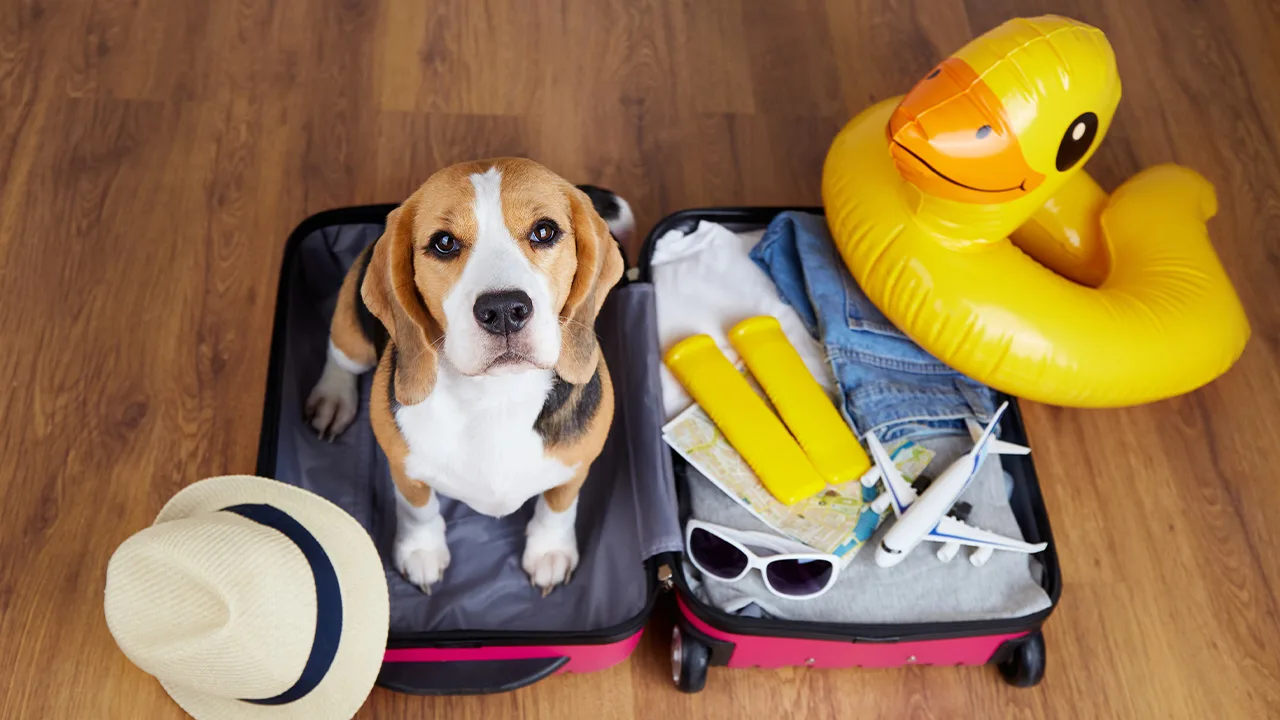 7 padomi ceļošanai ar suņiem un kaķiem no ekspertiem.