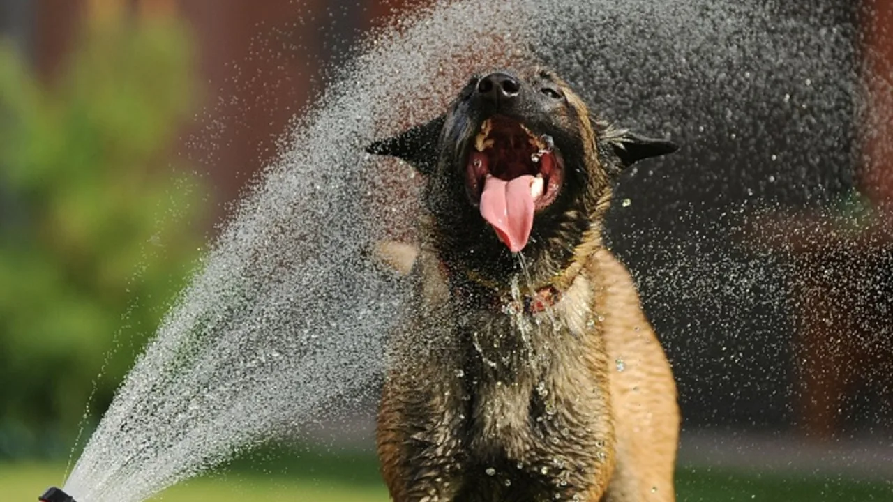 Siltuma dūriens suņiem un kaķiem: padomi profilaksei un rīcība, ja tas ir noticis.