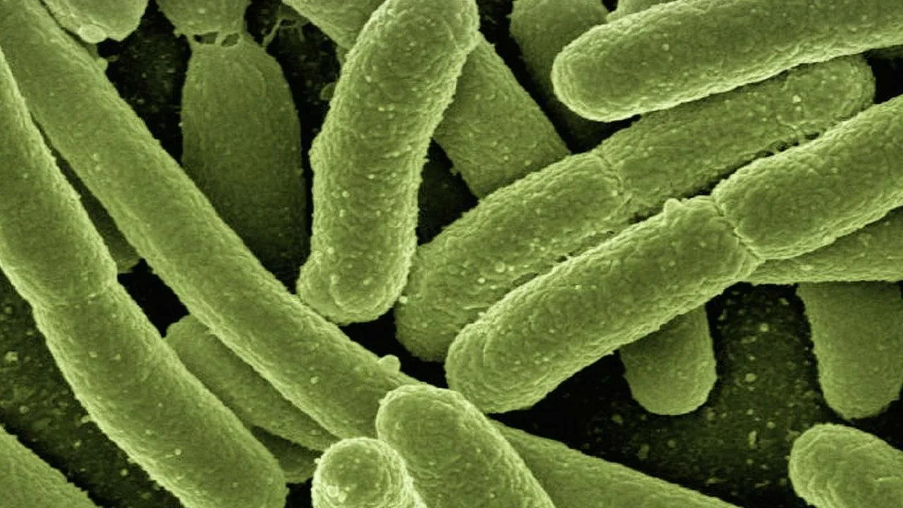 Pētnieki ir atklājuši spēcīgu pretvēža iedarbību, ko rada zivju zarnu baktērijas.