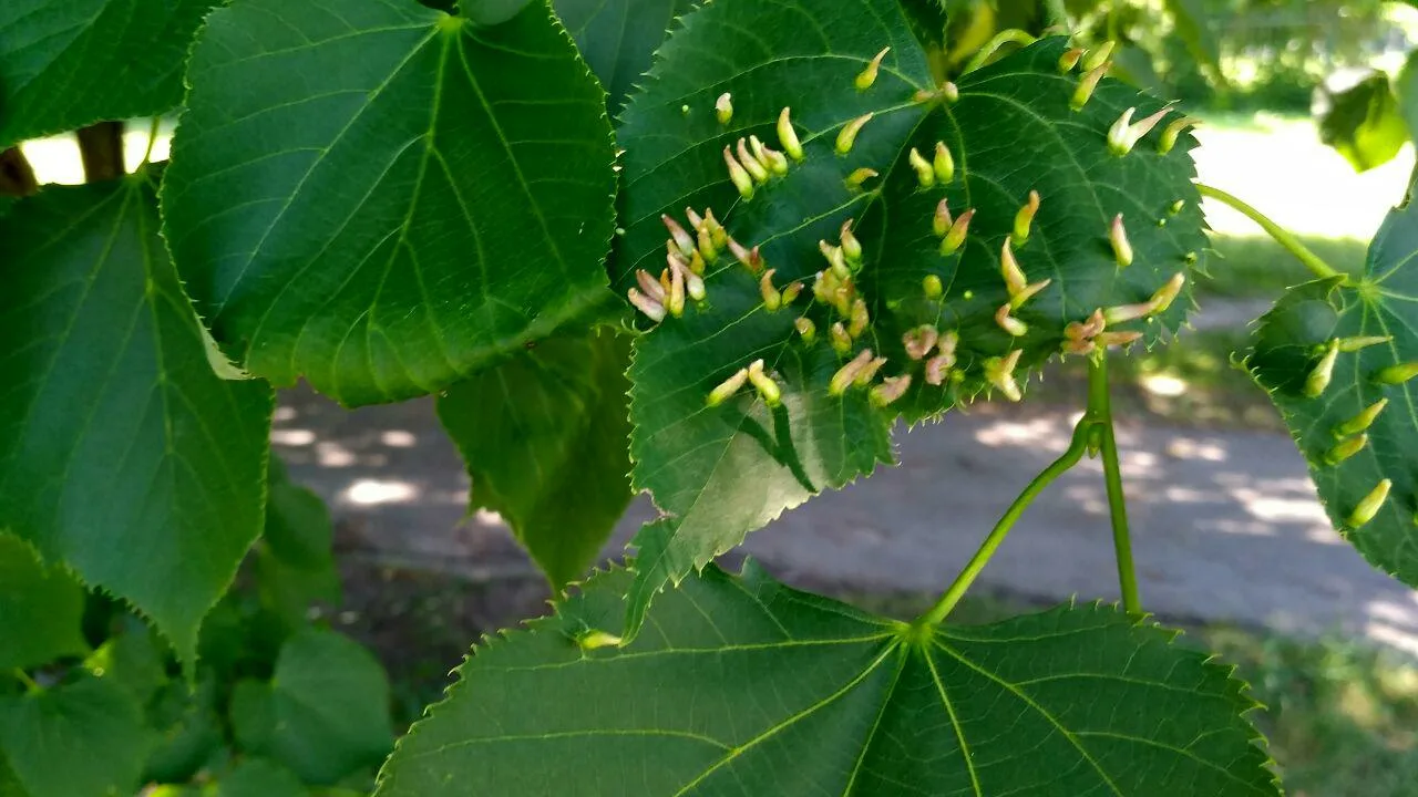 Pētnieki nevar tam noticēt: 8 gadus vecs zēns mežā atklāja kaut ko, kas uz visiem laikiem mainīs zinātni.