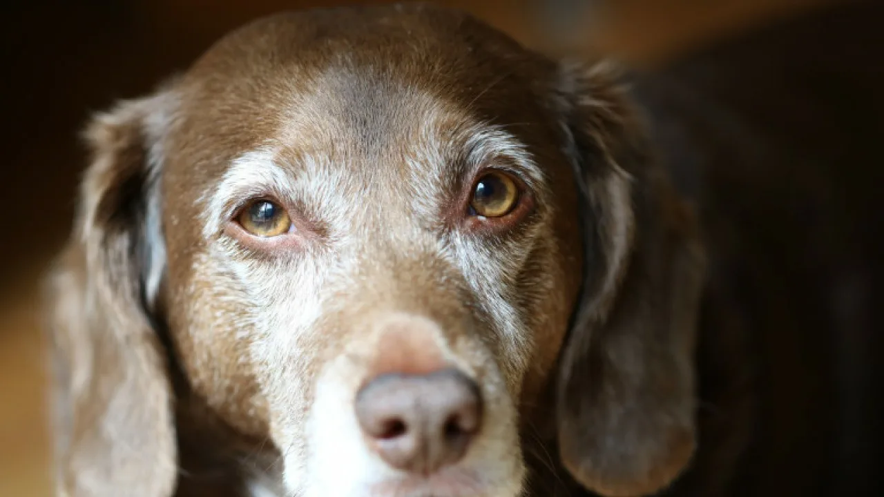 Demence suņiem: kā atpazīt šo slimību savā mājdzīvniekā.