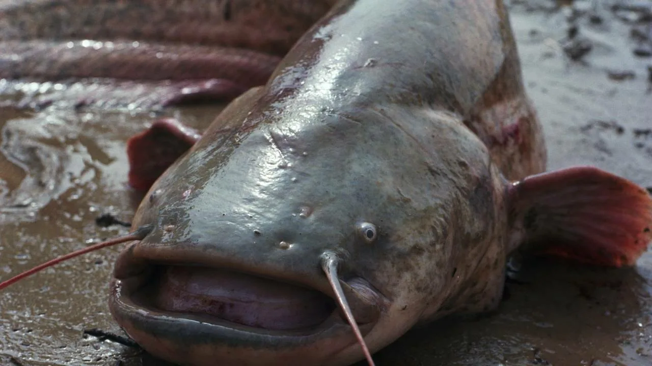 Tas izklausās kā leģenda, bet tā ir patiesība: divi zvejnieki noķēra 3 metrus garu zivi, un tas jau ir pasaules rekords.