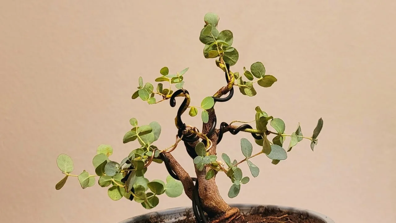 Viņi atklāja augu, kas ražo tīru zeltu un ko var audzēt jebkurā mājā.