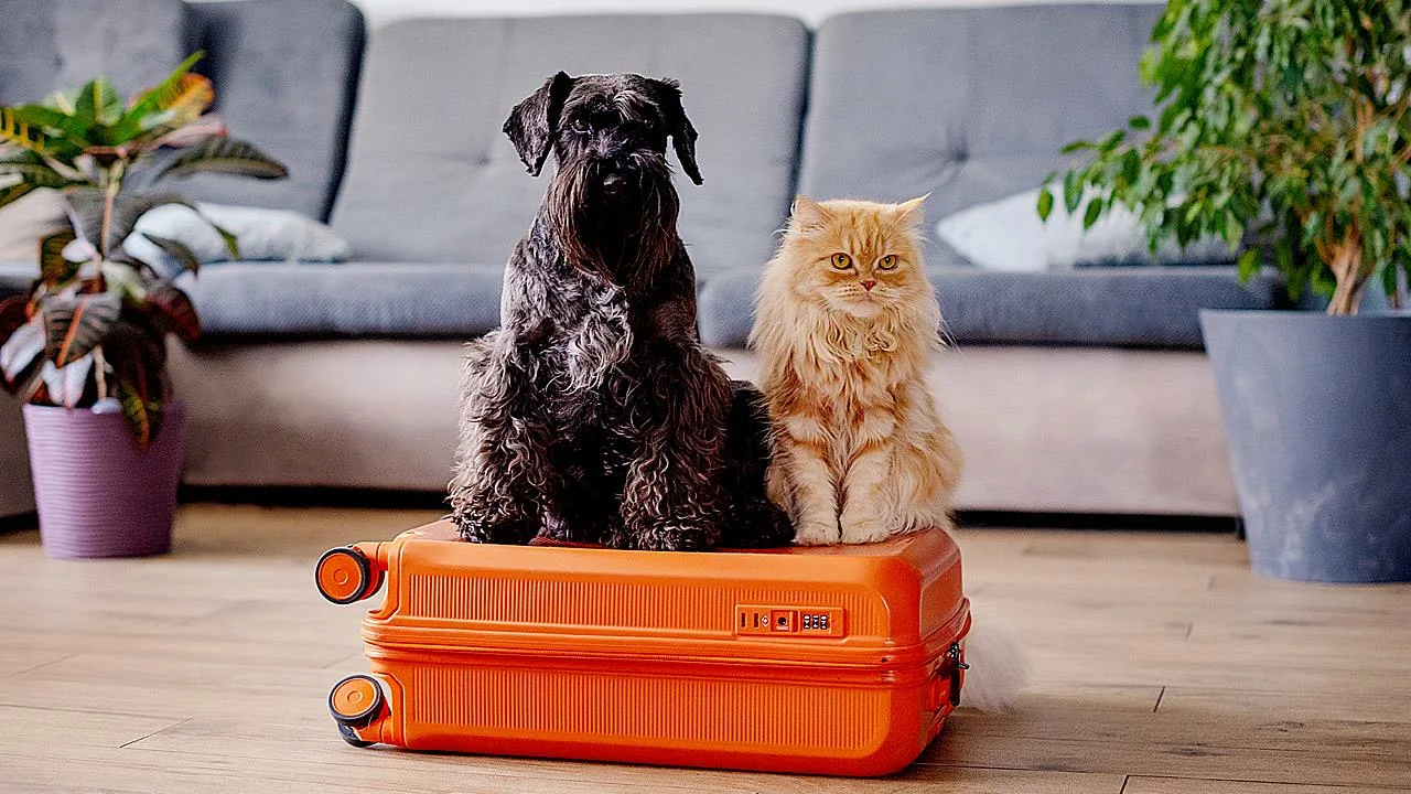 7 padomi ceļošanai ar suņiem un kaķiem no ekspertiem.
