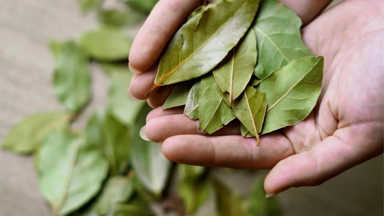 Lauru lapu un pārtikas sodas sajaukšana: kāpēc tas ir noderīgi un kāpēc tas ir ieteicams.