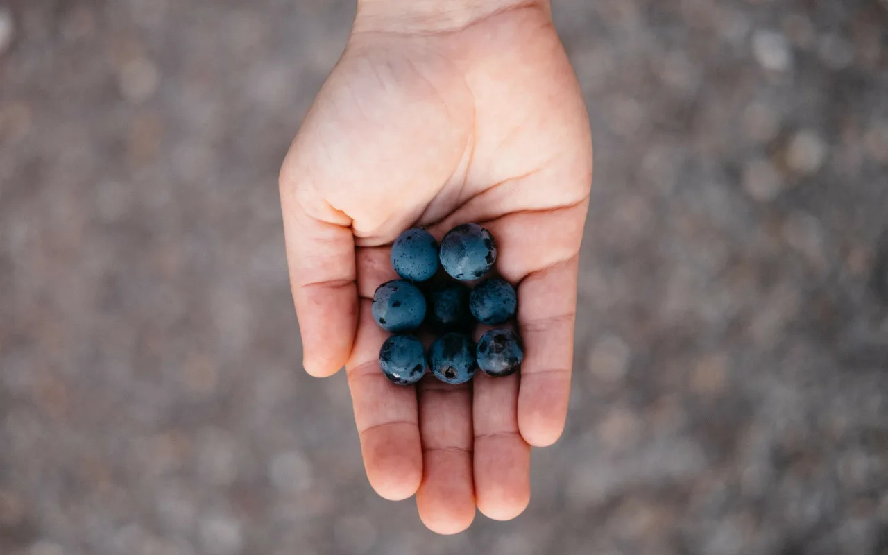 Labākais veids, kā attīrīt mellenes no pesticīdiem un novērst pelējuma veidošanos