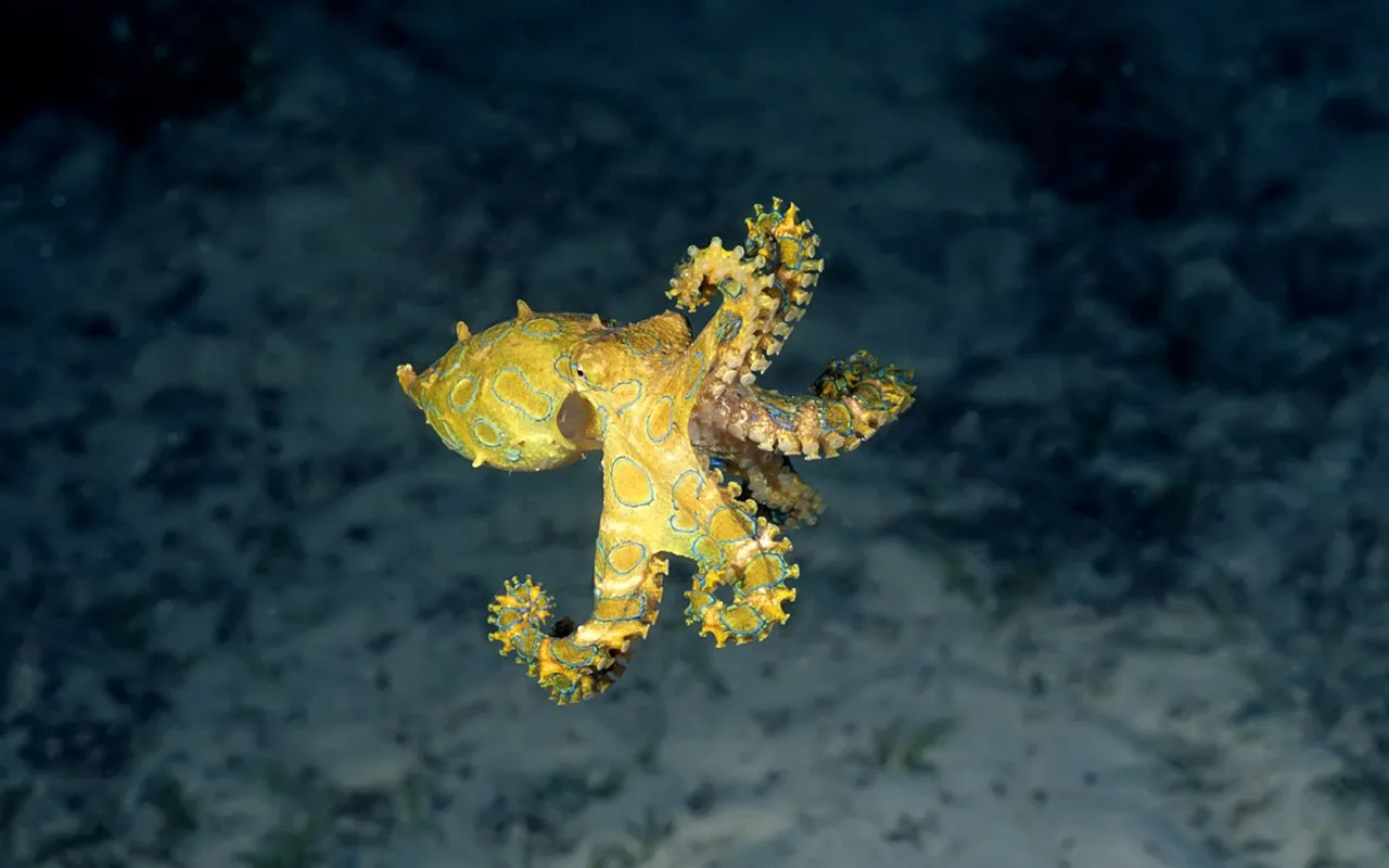 Astoņkāji nevirza savas taustekļus haotiski: katram indivīdam ir “mīļākais” taustekļš, kuru tas pēta, stumj vai tur.