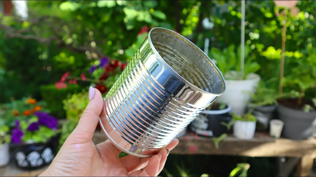 Ja jums ir konservu kārbas no persikiem, neizmetiet tās: izmantojiet tās atkārtoti, lai izveidotu kompakta izmēra gaismekļus.