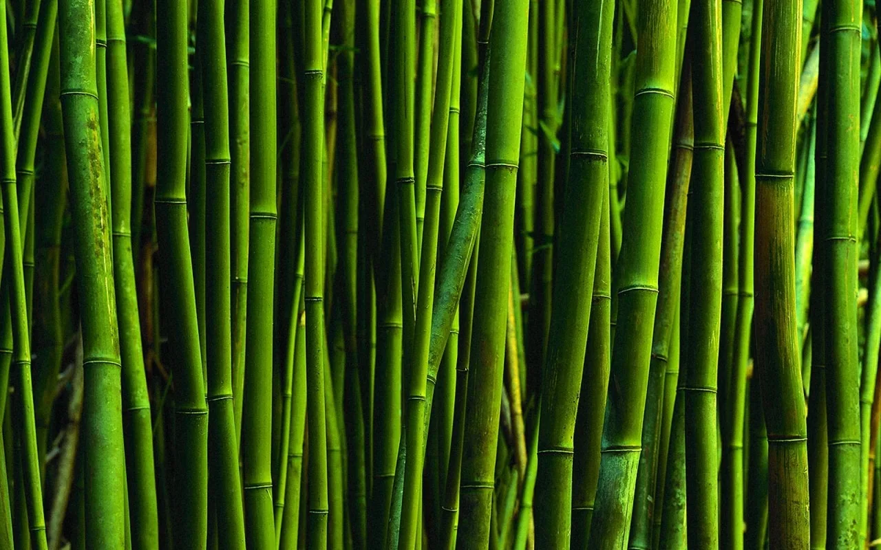 Ātrākais augs pasaulē aug Dienvidamerikā: līdz 91 cm 24 stundās.