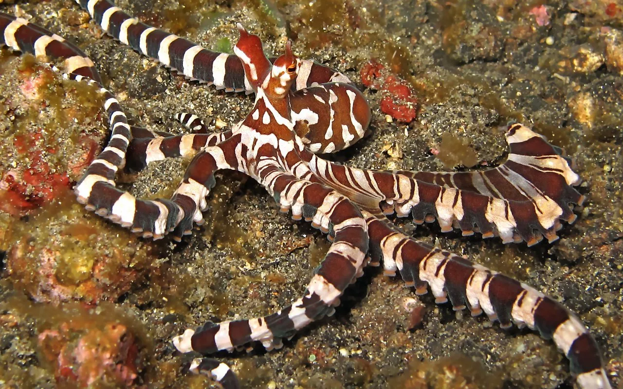 Astoņkāji nevirza savas taustekļus haotiski: katram indivīdam ir “mīļākais” taustekļš, kuru tas pēta, stumj vai tur.