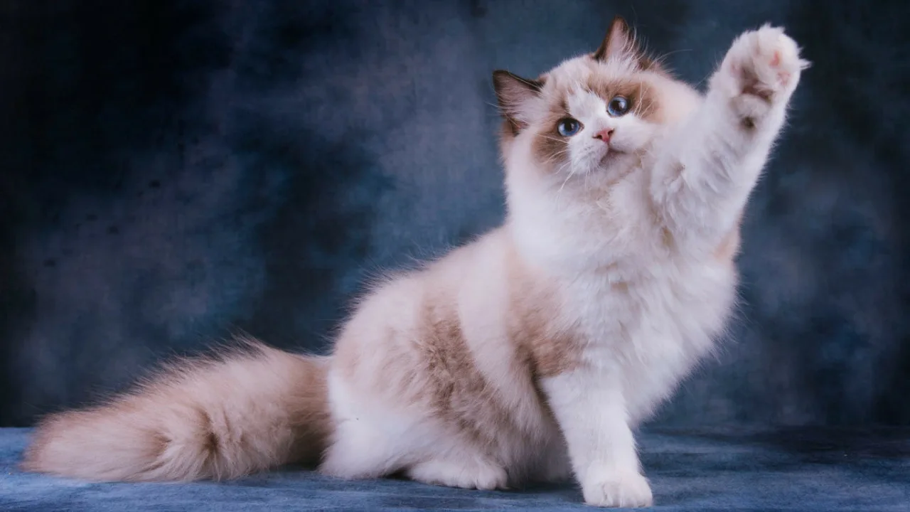 Cik ilgi kaķi var dzīvot labvēlīgos mājas apstākļos – veterinārārsti sniedz skaidru atbildi