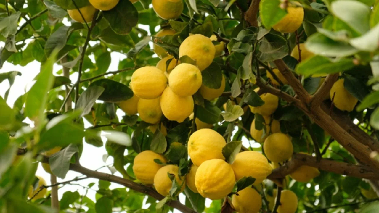 Citronkoks: ko nozīmē melnie plankumi uz lapām un augļiem un kā to labot