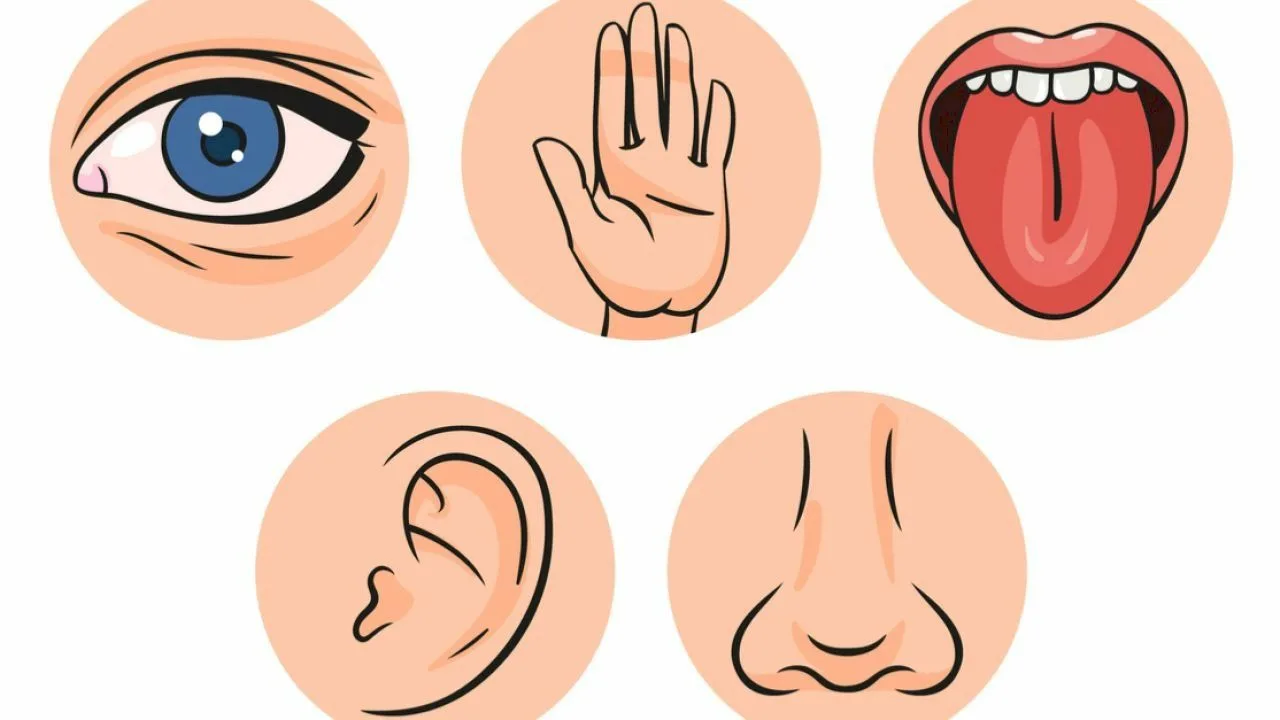 Zinātnieki pieņem, ka cilvēkam ir ne tikai klasiskās maņas, bet arī desmitiem citu.