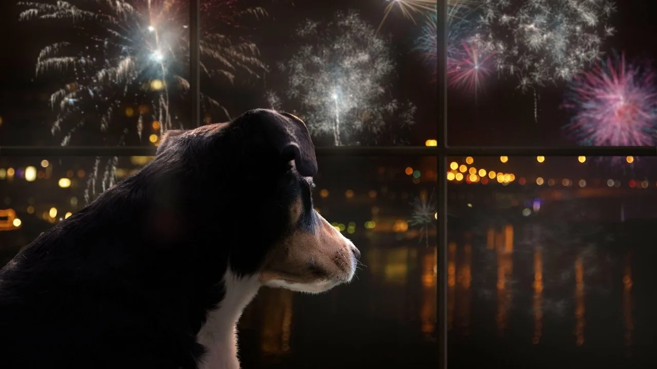 Ne nomierinoši līdzekļi, ne medikamenti: kā novērst suņa satraukumu no uguņošanas Jaungada naktī.