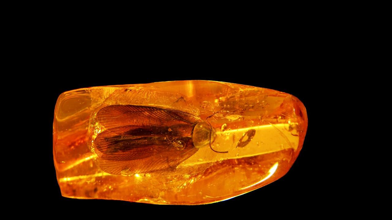 Šajā valstī ir atklāts dzīvnieku sugas, kuras vecums pārsniedz 100 miljonus gadu: tas sniedz svarīgu informāciju.