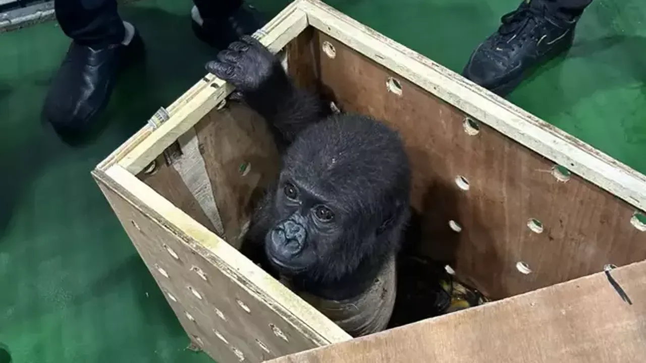 Vairāk nekā 200 apdraudētu dzīvnieku sugas, kas tika pārdotas sociālajos tīklos, tika glābtas: viena persona tika arestēta.