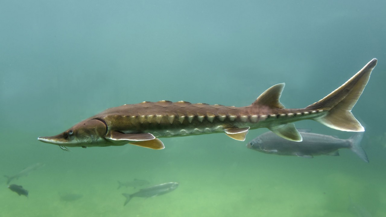 Tās nav dinozauri, bet tās ir līdzīgas: ezerā atkal ir ielaistas milzu zivis, kas var dzīvot 100 gadus.